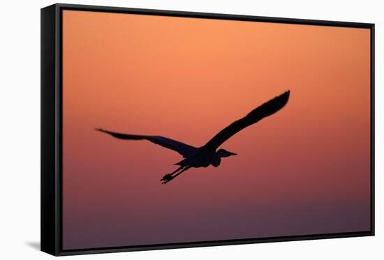 Grey Heron (Ardea Cinerea) Silhouette in Flight at Sunset, Pusztaszer, Hungary, May 2008-Varesvuo-Framed Stretched Canvas