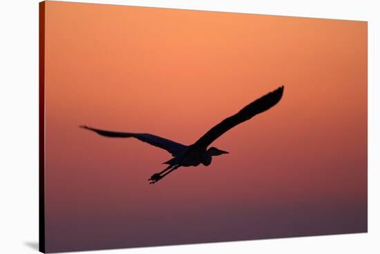 Grey Heron (Ardea Cinerea) Silhouette in Flight at Sunset, Pusztaszer, Hungary, May 2008-Varesvuo-Stretched Canvas