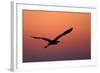 Grey Heron (Ardea Cinerea) Silhouette in Flight at Sunset, Pusztaszer, Hungary, May 2008-Varesvuo-Framed Photographic Print