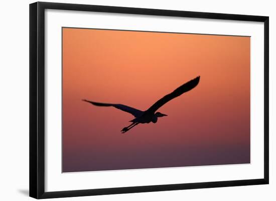 Grey Heron (Ardea Cinerea) Silhouette in Flight at Sunset, Pusztaszer, Hungary, May 2008-Varesvuo-Framed Photographic Print