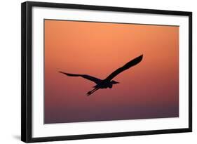 Grey Heron (Ardea Cinerea) Silhouette in Flight at Sunset, Pusztaszer, Hungary, May 2008-Varesvuo-Framed Photographic Print