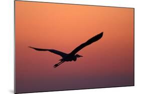 Grey Heron (Ardea Cinerea) Silhouette in Flight at Sunset, Pusztaszer, Hungary, May 2008-Varesvuo-Mounted Photographic Print