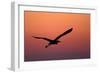 Grey Heron (Ardea Cinerea) Silhouette in Flight at Sunset, Pusztaszer, Hungary, May 2008-Varesvuo-Framed Photographic Print