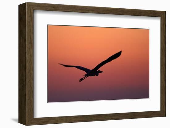 Grey Heron (Ardea Cinerea) Silhouette in Flight at Sunset, Pusztaszer, Hungary, May 2008-Varesvuo-Framed Photographic Print