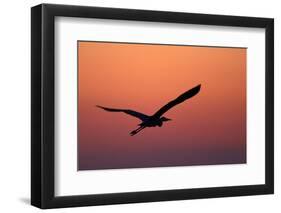 Grey Heron (Ardea Cinerea) Silhouette in Flight at Sunset, Pusztaszer, Hungary, May 2008-Varesvuo-Framed Photographic Print