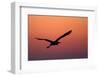 Grey Heron (Ardea Cinerea) Silhouette in Flight at Sunset, Pusztaszer, Hungary, May 2008-Varesvuo-Framed Photographic Print