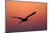 Grey Heron (Ardea Cinerea) Silhouette in Flight at Sunset, Pusztaszer, Hungary, May 2008-Varesvuo-Mounted Photographic Print