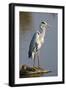 Grey Heron : Ardea Cinerea : South Africa-Johan Swanepoel-Framed Photographic Print