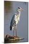 Grey Heron : Ardea Cinerea : South Africa-Johan Swanepoel-Mounted Photographic Print