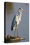 Grey Heron : Ardea Cinerea : South Africa-Johan Swanepoel-Stretched Canvas