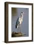 Grey Heron : Ardea Cinerea : South Africa-Johan Swanepoel-Framed Photographic Print