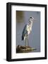 Grey Heron : Ardea Cinerea : South Africa-Johan Swanepoel-Framed Photographic Print