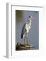 Grey Heron : Ardea Cinerea : South Africa-Johan Swanepoel-Framed Photographic Print