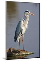 Grey Heron : Ardea Cinerea : South Africa-Johan Swanepoel-Mounted Photographic Print