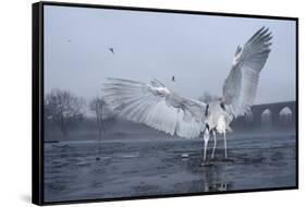 Grey Heron (Ardea Cinerea) Stood on Ice, Feeding, Reddish Vale Country Park, Greater Manchester, UK-Terry Whittaker-Framed Stretched Canvas