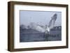 Grey Heron (Ardea Cinerea) Stood on Ice, Feeding, Reddish Vale Country Park, Greater Manchester, UK-Terry Whittaker-Framed Photographic Print