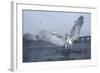 Grey Heron (Ardea Cinerea) Stood on Ice, Feeding, Reddish Vale Country Park, Greater Manchester, UK-Terry Whittaker-Framed Photographic Print