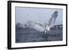 Grey Heron (Ardea Cinerea) Stood on Ice, Feeding, Reddish Vale Country Park, Greater Manchester, UK-Terry Whittaker-Framed Photographic Print
