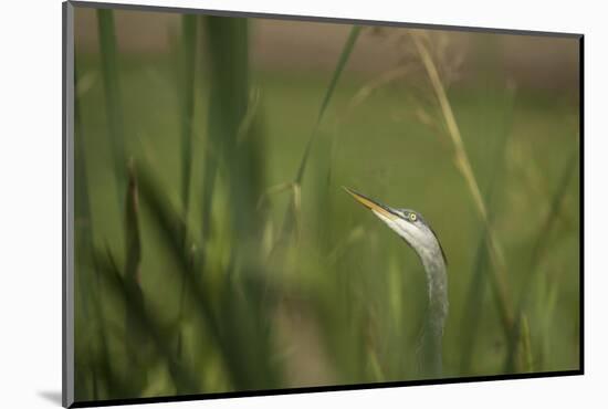 Grey heron (Ardea cinerea), United Kingdom, Europe-Janette Hill-Mounted Photographic Print