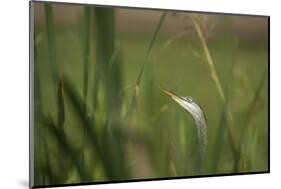 Grey heron (Ardea cinerea), United Kingdom, Europe-Janette Hill-Mounted Photographic Print