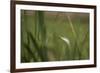 Grey heron (Ardea cinerea), United Kingdom, Europe-Janette Hill-Framed Photographic Print