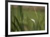 Grey heron (Ardea cinerea), United Kingdom, Europe-Janette Hill-Framed Photographic Print