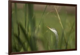 Grey heron (Ardea cinerea), United Kingdom, Europe-Janette Hill-Framed Photographic Print