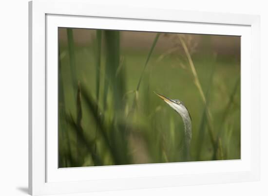 Grey heron (Ardea cinerea), United Kingdom, Europe-Janette Hill-Framed Photographic Print