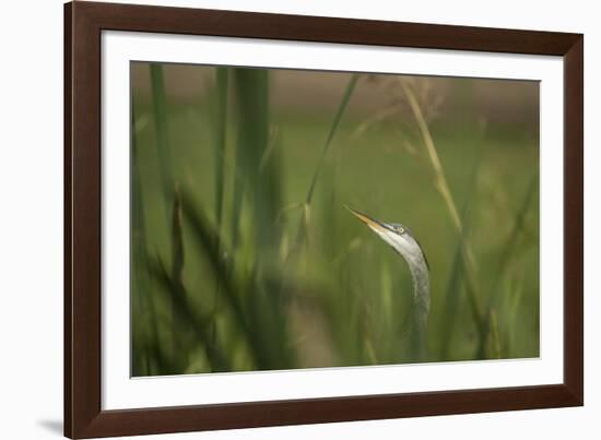 Grey heron (Ardea cinerea), United Kingdom, Europe-Janette Hill-Framed Photographic Print