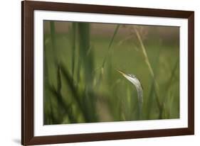 Grey heron (Ardea cinerea), United Kingdom, Europe-Janette Hill-Framed Photographic Print