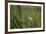 Grey heron (Ardea cinerea), United Kingdom, Europe-Janette Hill-Framed Photographic Print