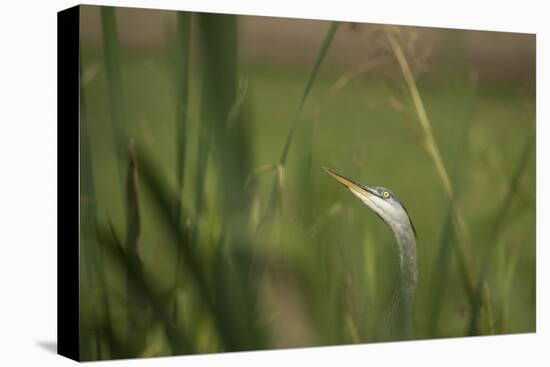 Grey heron (Ardea cinerea), United Kingdom, Europe-Janette Hill-Stretched Canvas