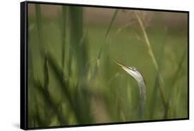 Grey heron (Ardea cinerea), United Kingdom, Europe-Janette Hill-Framed Stretched Canvas