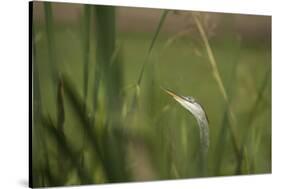 Grey heron (Ardea cinerea), United Kingdom, Europe-Janette Hill-Stretched Canvas