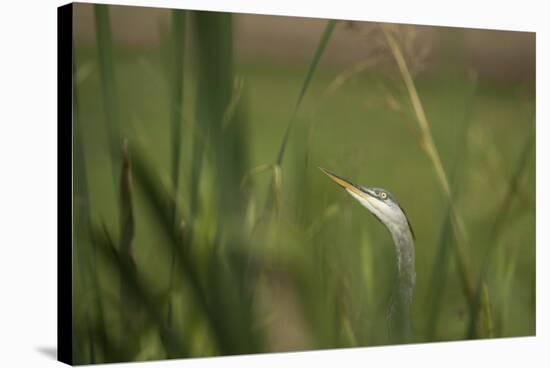 Grey heron (Ardea cinerea), United Kingdom, Europe-Janette Hill-Stretched Canvas