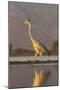 Grey heron (Ardea cinerea), Zimanga private game reserve, KwaZulu-Natal, South Africa, Africa-Ann and Steve Toon-Mounted Photographic Print