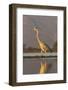 Grey heron (Ardea cinerea), Zimanga private game reserve, KwaZulu-Natal, South Africa, Africa-Ann and Steve Toon-Framed Photographic Print