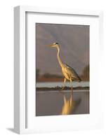 Grey heron (Ardea cinerea), Zimanga private game reserve, KwaZulu-Natal, South Africa, Africa-Ann and Steve Toon-Framed Photographic Print