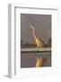 Grey heron (Ardea cinerea), Zimanga private game reserve, KwaZulu-Natal, South Africa, Africa-Ann and Steve Toon-Framed Photographic Print