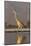Grey heron (Ardea cinerea), Zimanga private game reserve, KwaZulu-Natal, South Africa, Africa-Ann and Steve Toon-Mounted Photographic Print