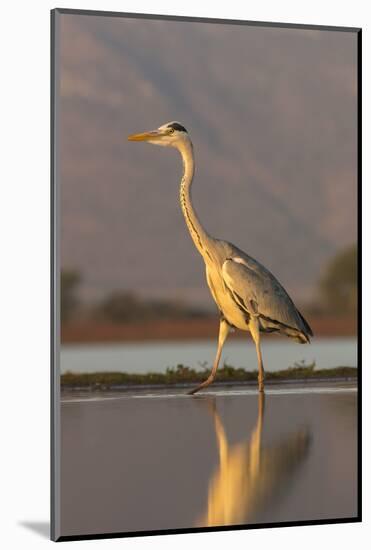 Grey heron (Ardea cinerea), Zimanga private game reserve, KwaZulu-Natal, South Africa, Africa-Ann and Steve Toon-Mounted Photographic Print