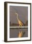 Grey heron (Ardea cinerea), Zimanga private game reserve, KwaZulu-Natal, South Africa, Africa-Ann and Steve Toon-Framed Premium Photographic Print