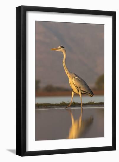 Grey heron (Ardea cinerea), Zimanga private game reserve, KwaZulu-Natal, South Africa, Africa-Ann and Steve Toon-Framed Premium Photographic Print