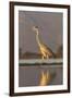 Grey heron (Ardea cinerea), Zimanga private game reserve, KwaZulu-Natal, South Africa, Africa-Ann and Steve Toon-Framed Photographic Print