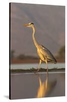 Grey heron (Ardea cinerea), Zimanga private game reserve, KwaZulu-Natal, South Africa, Africa-Ann and Steve Toon-Stretched Canvas