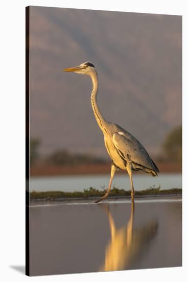 Grey heron (Ardea cinerea), Zimanga private game reserve, KwaZulu-Natal, South Africa, Africa-Ann and Steve Toon-Stretched Canvas