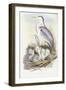 Grey Heron (Ardea Cinerea)-John Gould-Framed Giclee Print