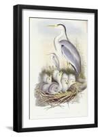 Grey Heron (Ardea Cinerea)-John Gould-Framed Giclee Print