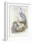 Grey Heron (Ardea Cinerea)-John Gould-Framed Giclee Print