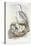 Grey Heron (Ardea Cinerea)-John Gould-Stretched Canvas